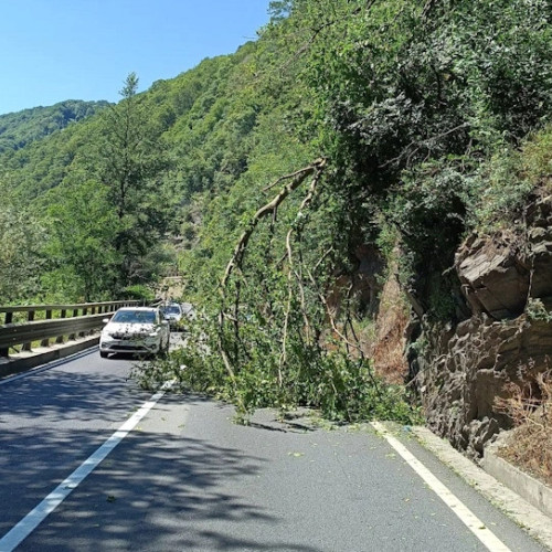 Trafic alternativ pe Valea Oltului din cauza unui copac căzut