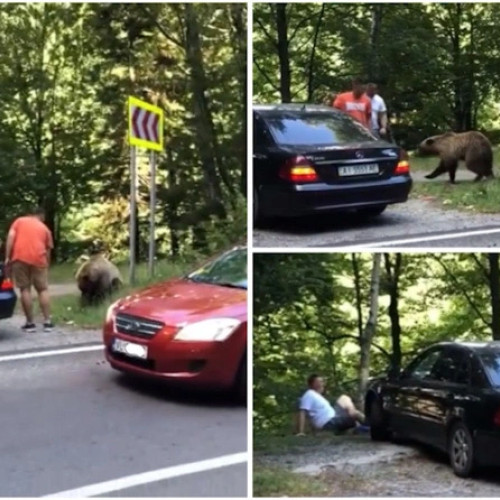 Imagini cu atacul unui urs pe Transfăgărășan, devenite virale pe rețelele de socializare