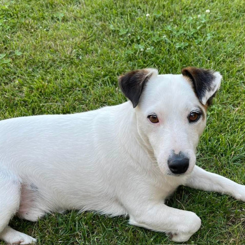 Câinele Bolt, din rasa Jack Russell Terrier, a dispărut în Târgu Jiu