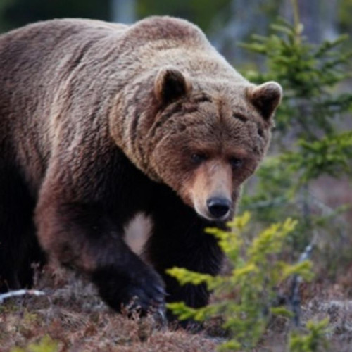 Câți urși vor putea fi împușcați fără autorizație în Gorj