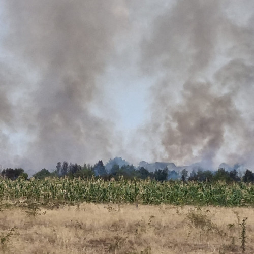 Incendiu de vegetație în Lazerești, Bumbești-Jiu