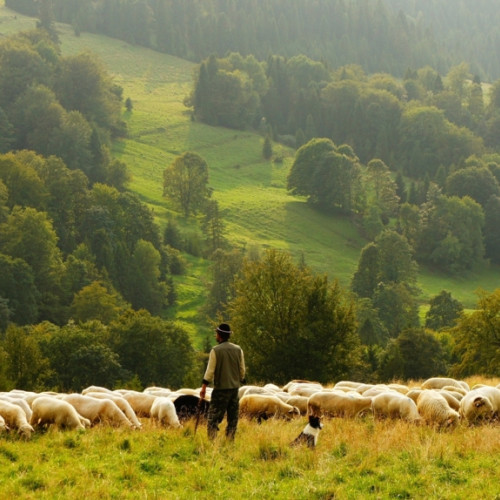 Ministrul Agriculturii și președintele ANSVSA, întâlnire cu crescătorii de ovine pentru combaterea pestei micilor rumegătoare