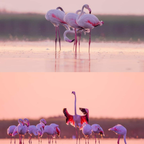 Flamingo roz surprinși în Dobrogea de fotograful Mircea Bezergheanu