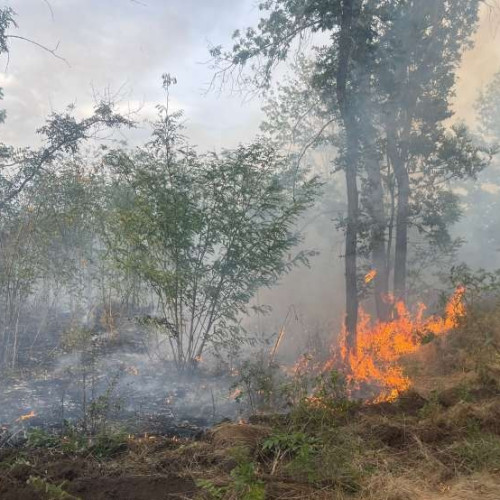 Incendiu devastator în Balanoaia, județul Giurgiu: Peste 40 de hectare de vegetație au fost afectate