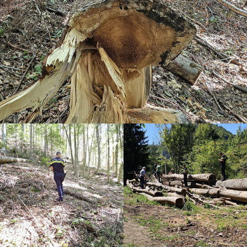 Poliția din Novaci descoperă tăieri ilegale de arbori în comuna Polovragi