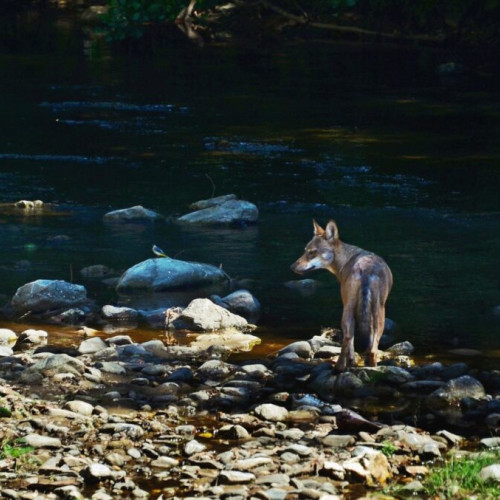 Un lup a fost filmat în timp ce se hidrata în Parcul Național Defileul Jiului