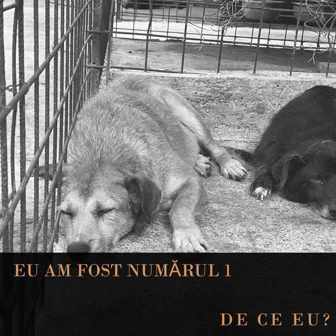 Protest al iubitorilor de animale la Târgu Jiu după moartea a 60 de câini