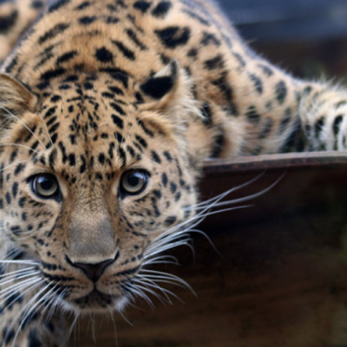 Proprietarul unei gradini zoologice din Slovacia, ucis de un leopard