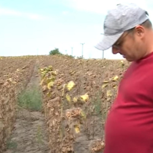 Valul de căldură afectează grav agricultură în sudul țării