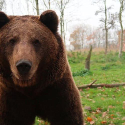 Alertă de urs în Miercurea-Ciuc