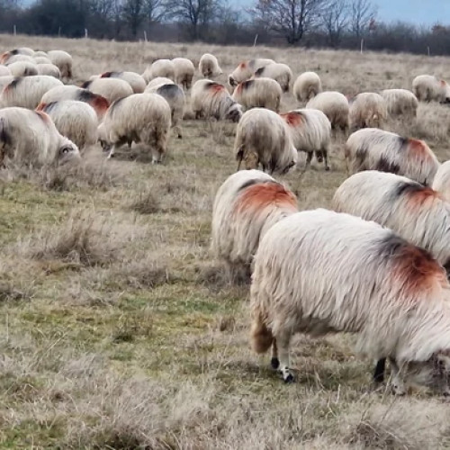 România înregistrează 62 de focare de pestă a rumegătoarelor mici