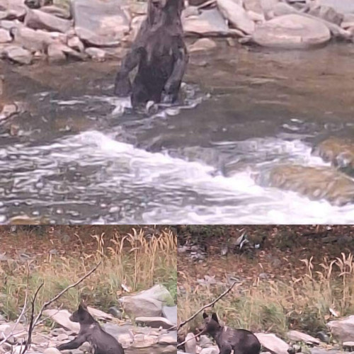 Imagini captivante cu un urs la scăldat în apa Jiului