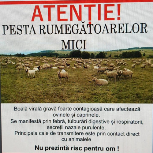 DSV Gorj avertizează despre pesta rumegătoarelor mici