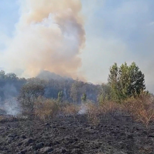 Incendiu de vegetație în localitatea Pesceana, intervenție în desfășurare