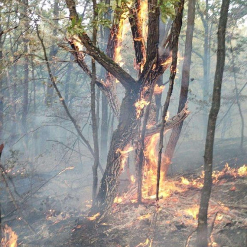 Pompierii din ISU Gorj intervin la cinci incendii de vegetație