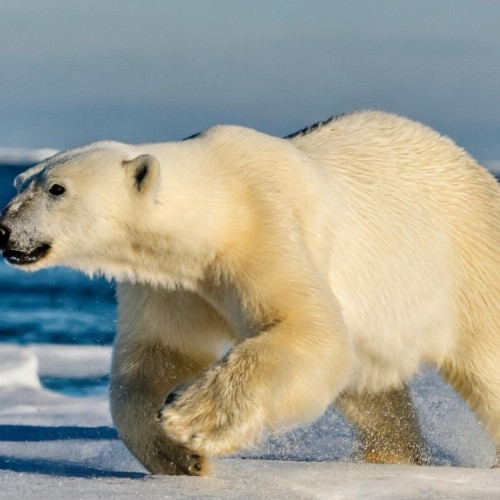 Urs polar, ucis în apropierea unui oraș din Islanda