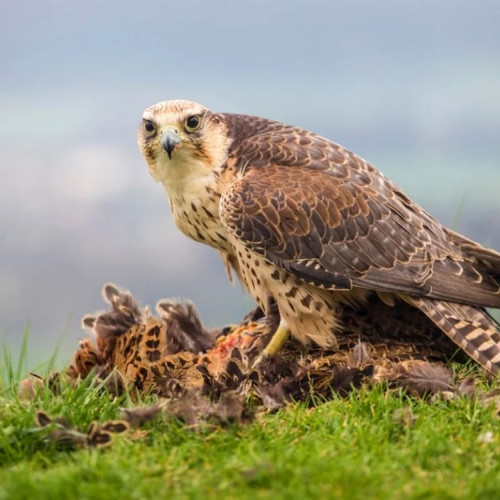 Observarea soimului dunarean în România: un semn de reviriment al biodiversității