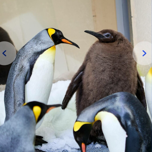 Pesto, pinguinul imperial de la Aquarium Sea Life din Melbourne, stârnește atenția cu greutatea sa record