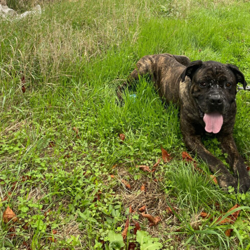 Câine abandonat, salvat de Serviciul pentru Protecția Animalelor din Gorj