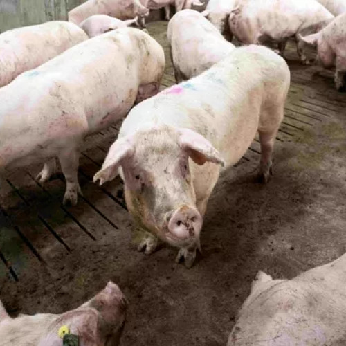 Prețul cărnii de porc rămâne constant, dar se așteaptă o creștere în curând