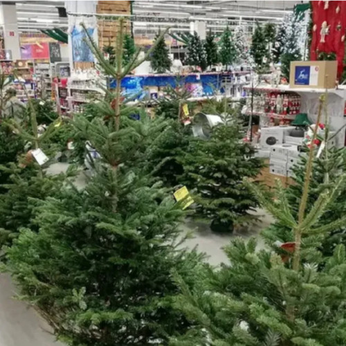 Primii brazi de Crăciun au fost aduși în magazinele din România