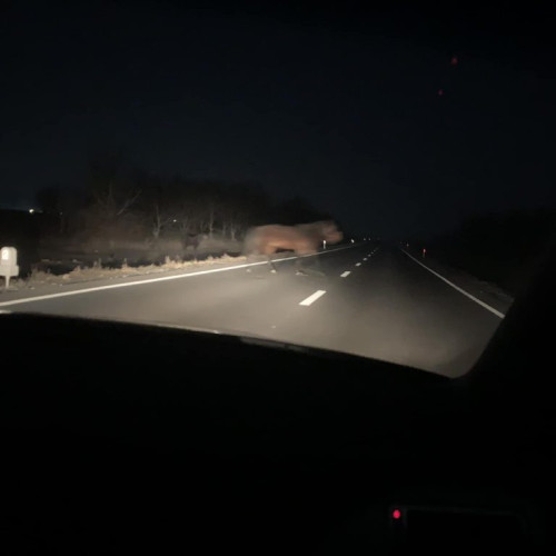 Un cal umblă liber pe şoseaua de centură a Municipiului Târgu Jiu