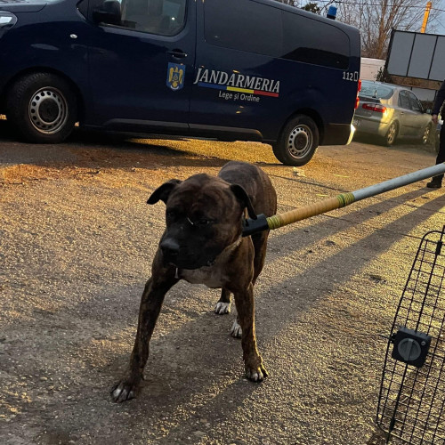 Capturarea unui câine agresiv în Târgu Jiu de către Serviciul de Protecția Animalelor