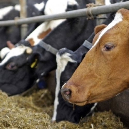 APIA deschide perioada de depunere a cererilor pentru ajutoare de stat în creșterea animalelor