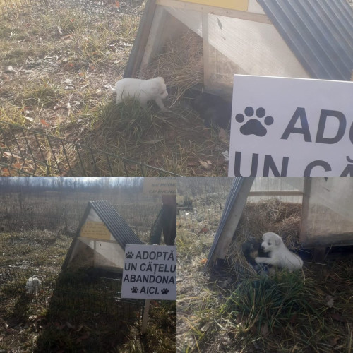 Altruismul unui locuitor din Târgu Jiu: adăpost pentru cățeluși abandonati