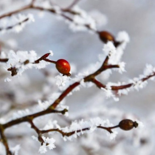Îngrijirea pomilor fructiferi în luna ianuarie