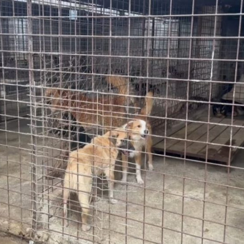 80 de câini adoptați după o perioadă de 45 de zile în adăposturi