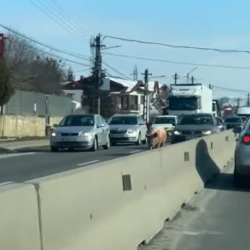 Porcul surpriză blochează traficul pe DN1B