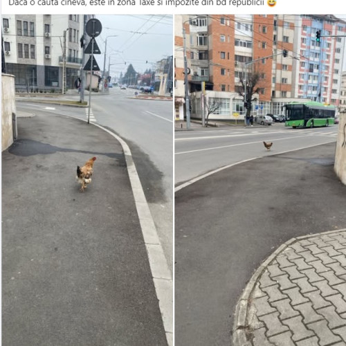O găină face valuri pe străzile din Târgu Jiu
