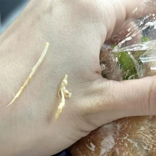 O femeie din Iași descoperă pene într-un sandwich cumpărat de la o simigerie