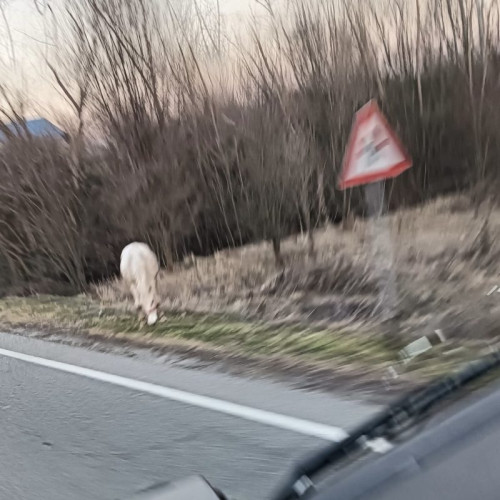Doi cai circulă liber pe drumurile din Calnic