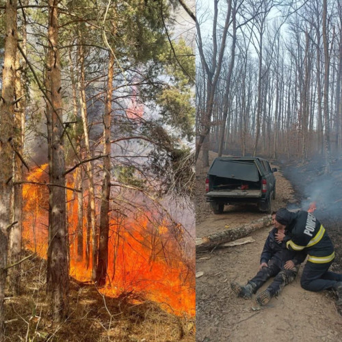 Padurarii din Muntii Poiana Rusca se plang de lipsa de sprijin