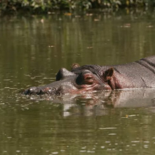 Cooper, hipopotamul vedetă de la Grădina Zoologică din Călărași