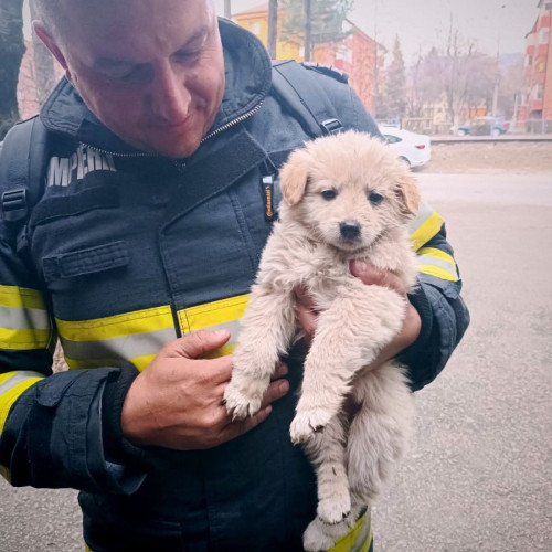 Un cățel salvat de pompieri în Hunedoara
