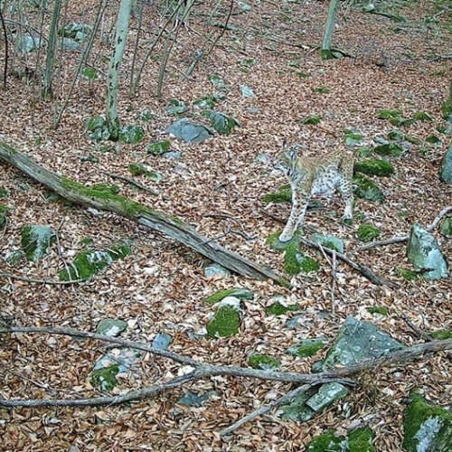 Rasul, un simbol al naturii românești, surprins în Parcul Național &quot;Defileul Jiului&quot;