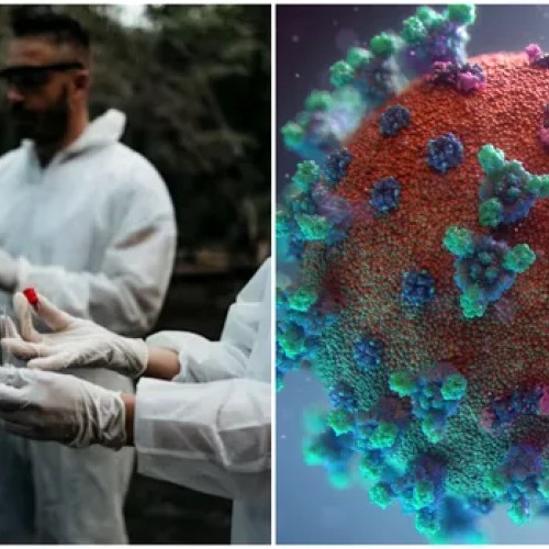 O nouă descoperire: un coronavirus la lilieci în Brazilia