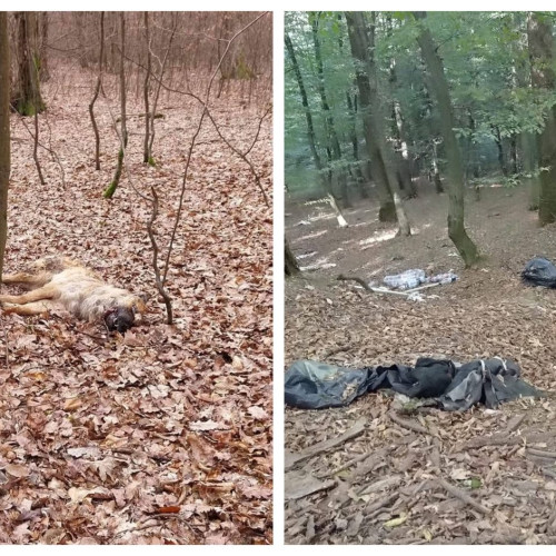 Pădurea de la Mujdeni, un loc al ororilor pentru câinii abandonați