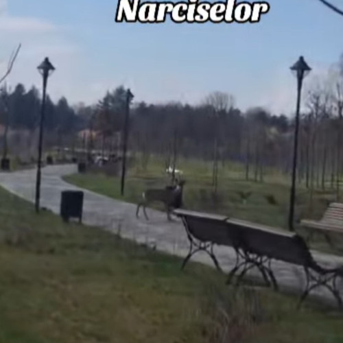 Caprioarele revin în Parcul Narciselor din Târgu-Jiu