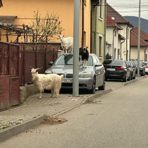 O fotografie inedită cu caprele pe un BMW stârnește amuzament pe rețelele sociale