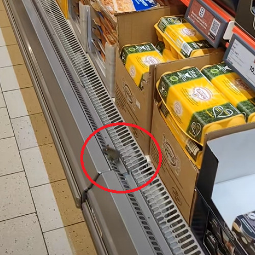 Un soricel surprins la Lidl Vaslui