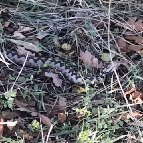 Vipera cu corn reapare în Clisura Dunării, măsuri preventive în spitale
