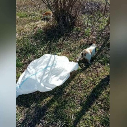 Bărbat din Suceava amendat pentru cruzime față de animale
