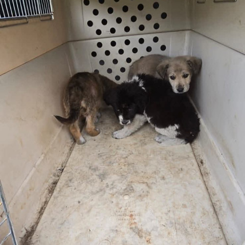 O echipă de salvare a animaleleor din Gorj intervine pentru trei pui de câine abandonați