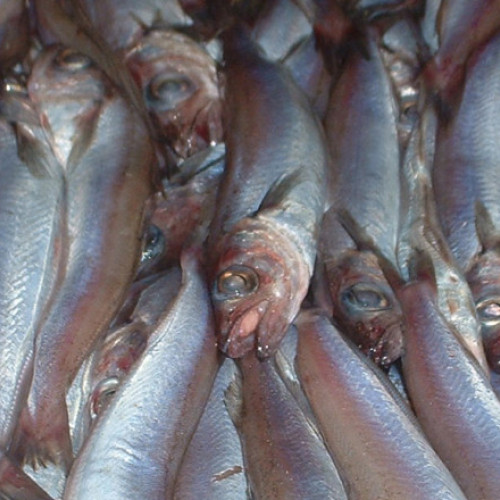 Alertă alimentară în România: Pește retras de la vânzare