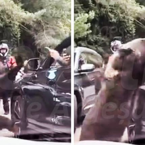 Atac de urs lângă Barajul Vidraru, un turist rănit