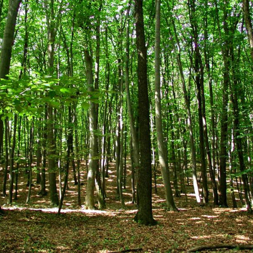 anunt despre amenajarea unui parc forestier în calimanesti